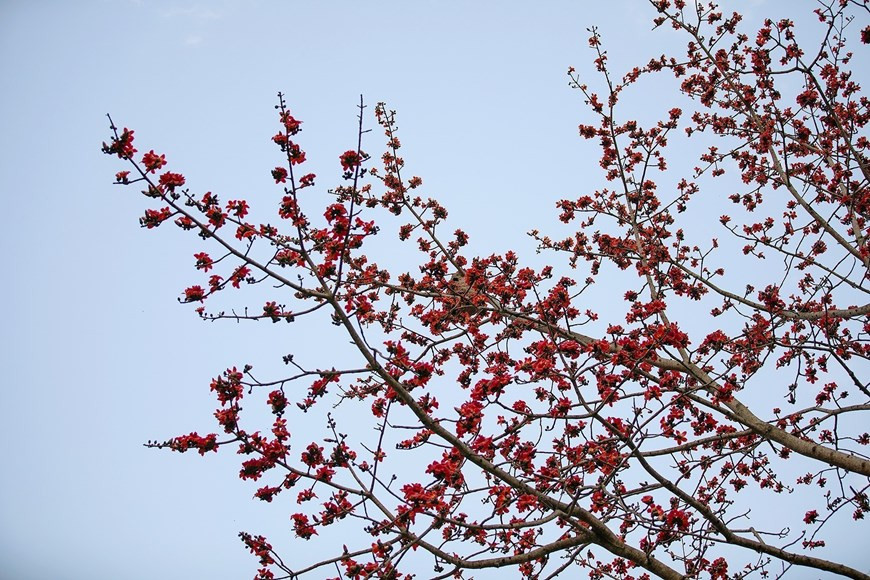 Flores de algodonero rojo brillantes contra el cielo azul profundo.