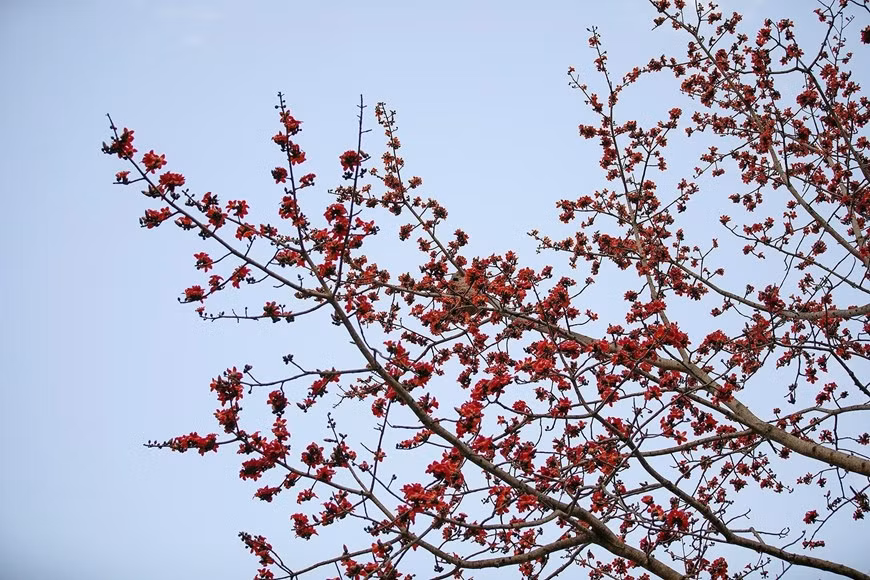 Flores de algodonero rojo brillantes contra el cielo azul profundo.