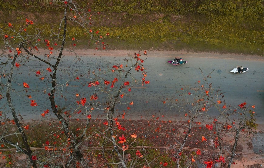 En los últimos días de marzo, se aprecia la floración de los algodoneros rojos.