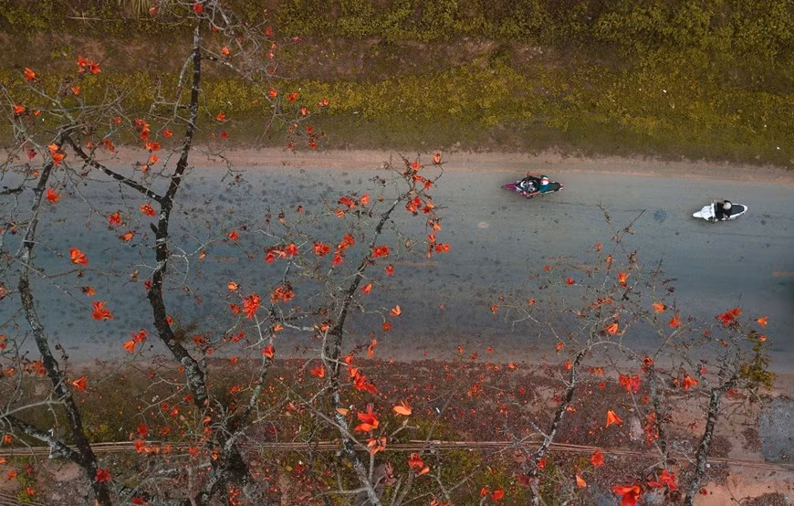En los últimos días de marzo, se aprecia la floración de los algodoneros rojos.