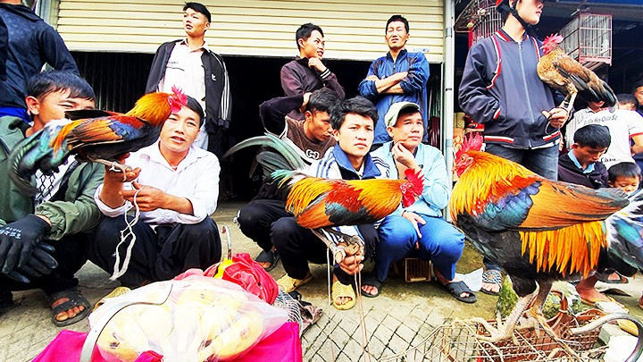 El área de venta de aves de corral u ornamentales.