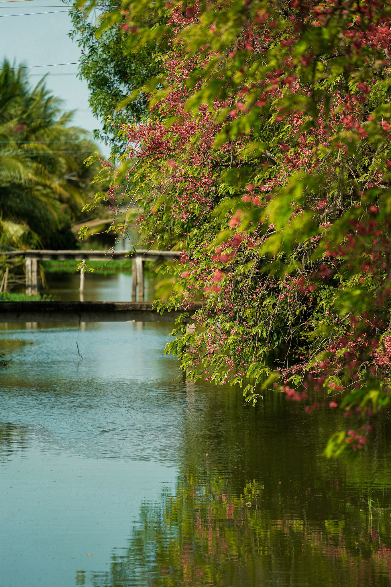 Las hojas también se procesan para la medicina tradicional.
