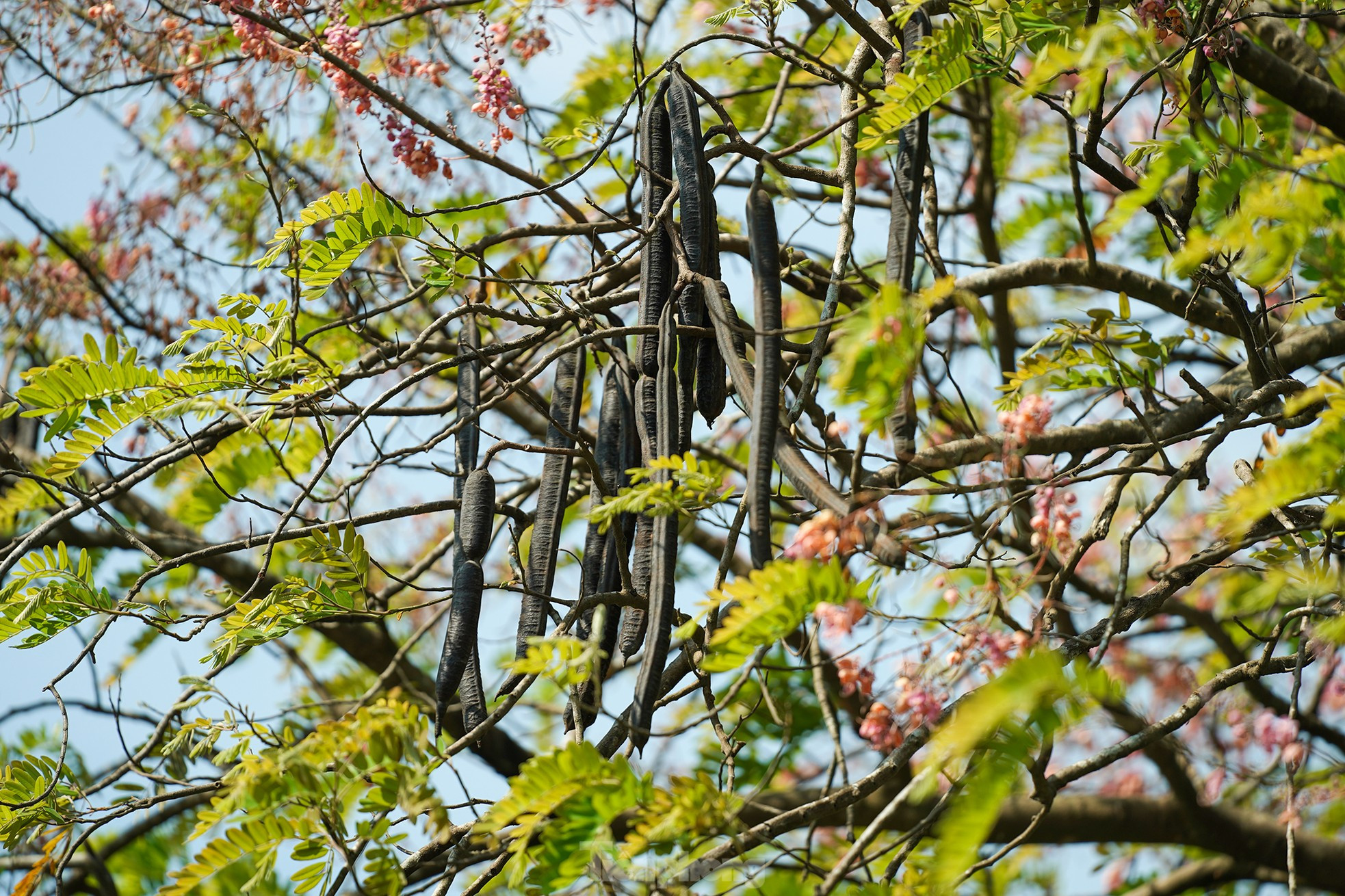 El fruto, cilíndrico, tiene de 40 a 60 centímetros de largo, es curvado y lleno de semillas duras aplastadas. La pulpa del fruto, fragante y dulce, puede degustarse directamente, remojar en licor y utilizarse como ingrediente de las gachas dulces (postre vietnamita).