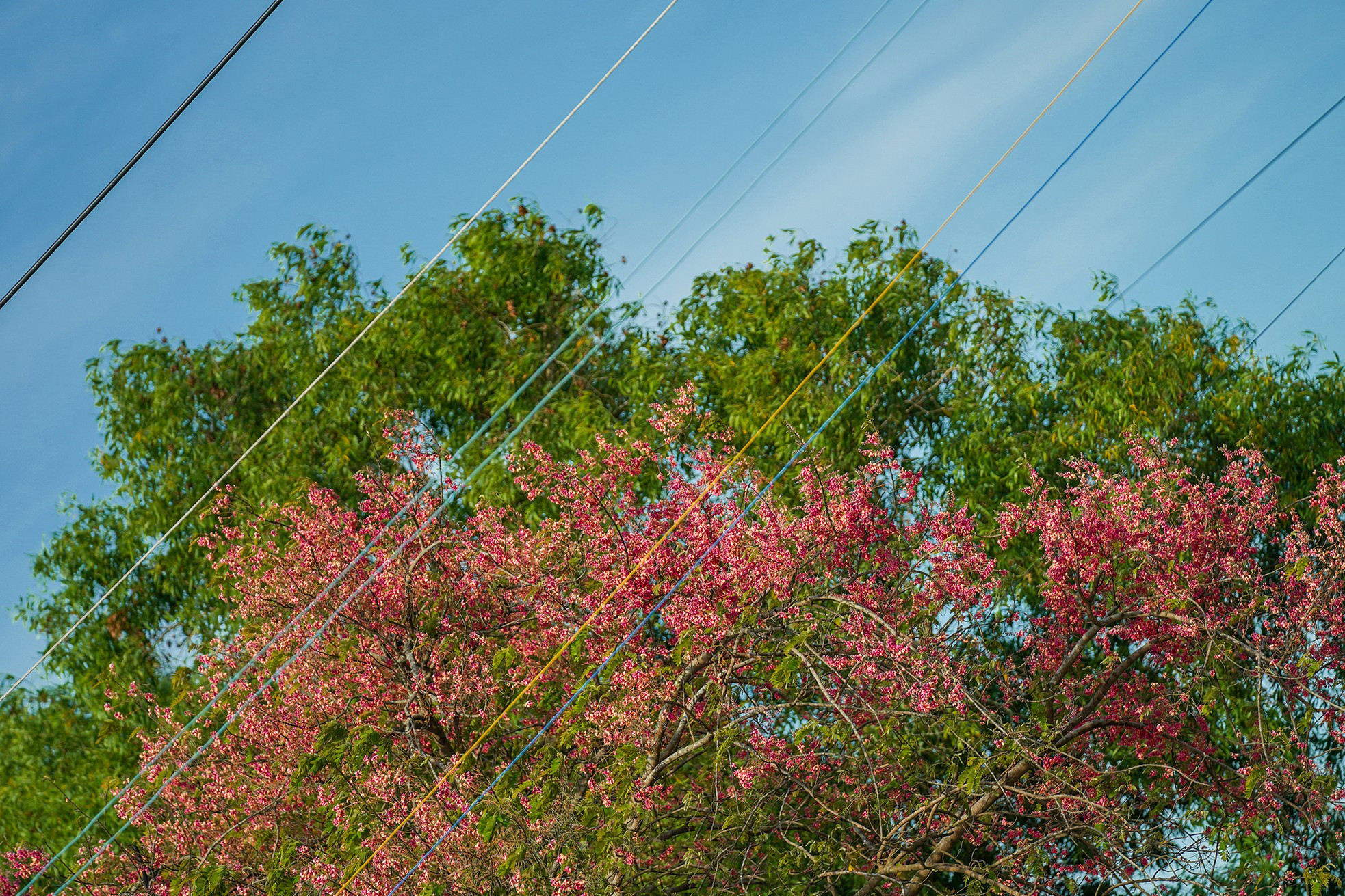 A unos kilómetros del pueblo de Tam Vu, en el distrito local de Chau Thanh, se encuentran ramajes exuberantes de carao en plena floración.