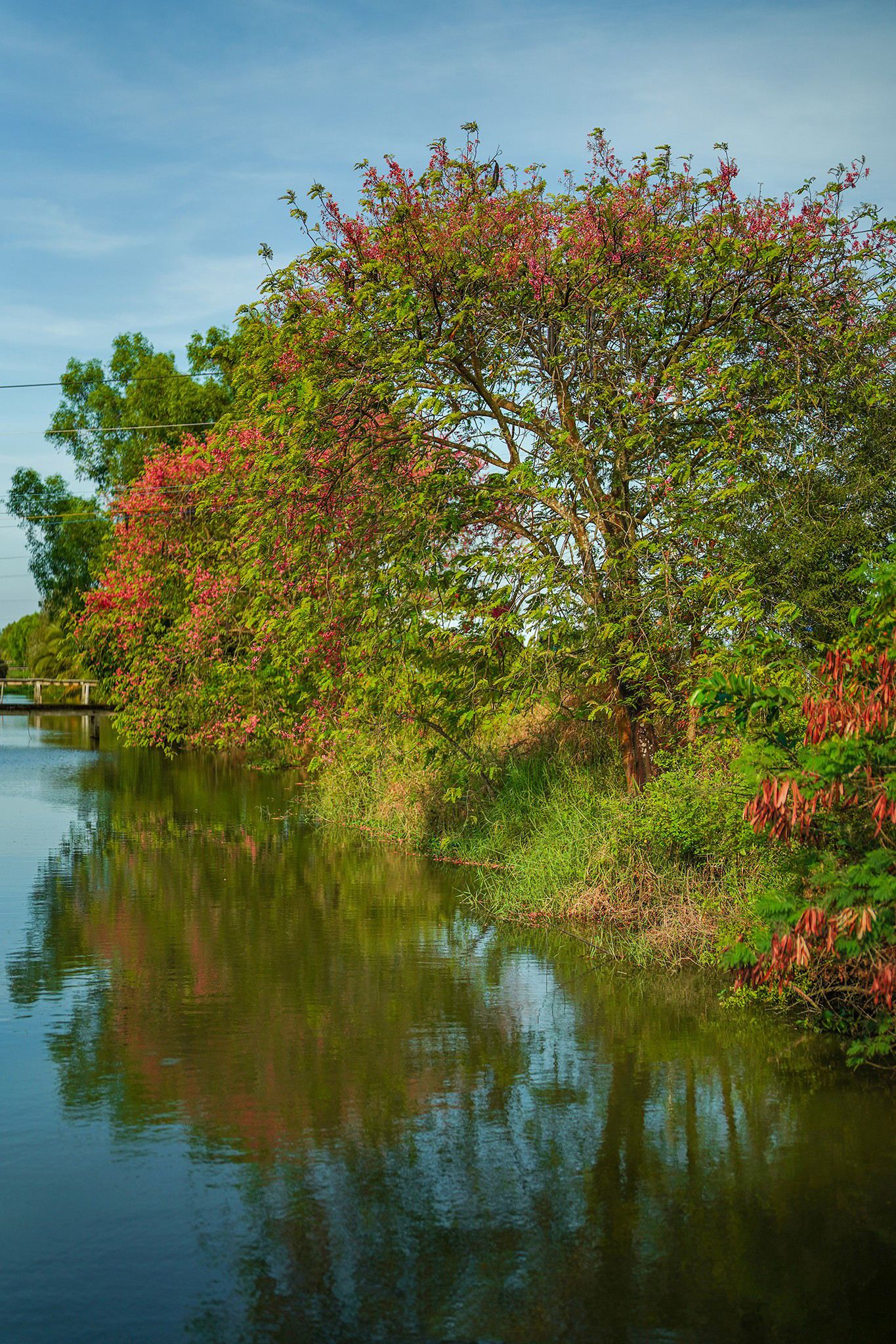 Esta planta, también llamada caña fístula y cañandonga, es leñosa, de 10 a 20 metros de altura y muy ramificada.