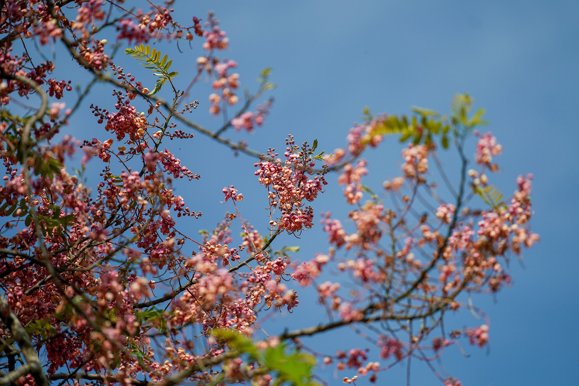 Sus flores salen en ramilletes colgantes y muy vistosos.