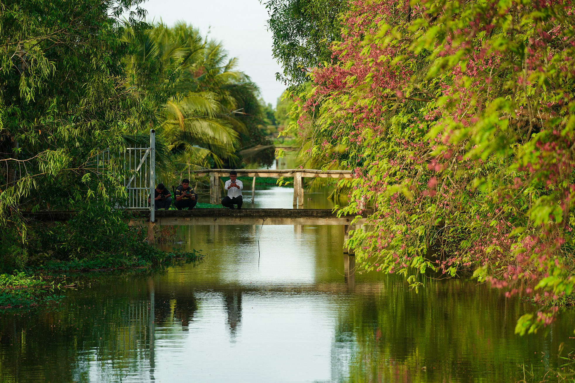Además de Chau Thanh, los turistas pueden visitar los distritos de Cao Lanh en Long An, Tam Nong en la provincia de Dong Thap y Tan Chau y Tinh Bien en la de An Giang, para contemplar estos paisajes.
