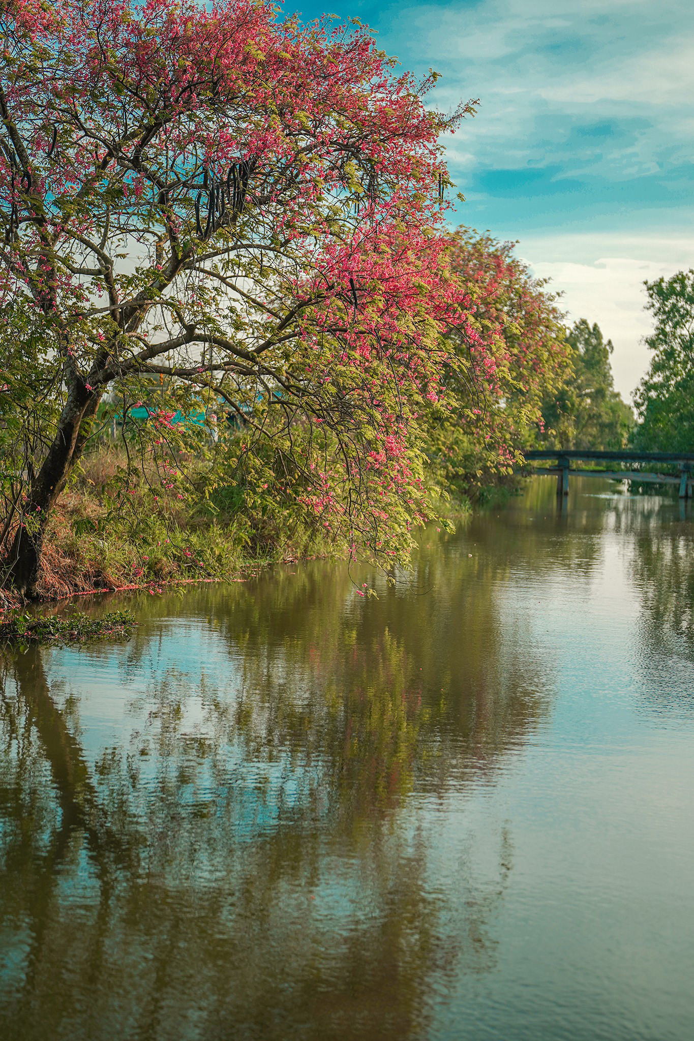 Las flores de carao con su tono iluminan un rincón.