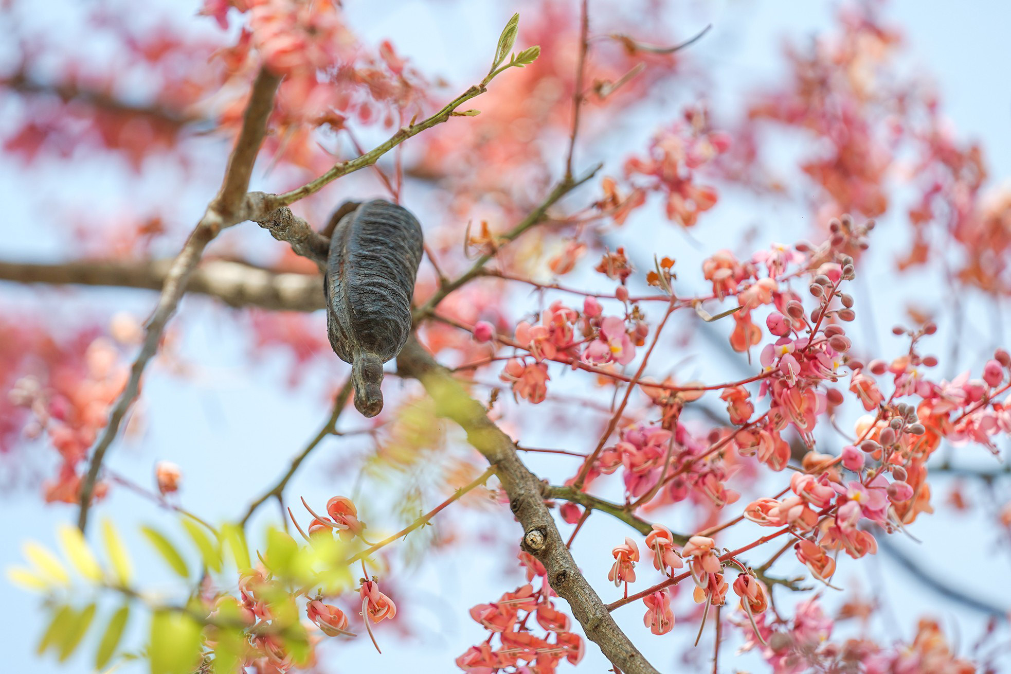 Los lugareños aprecian el carao por su rebosante encanto, que ha inspirado numerosas canciones y poemas.