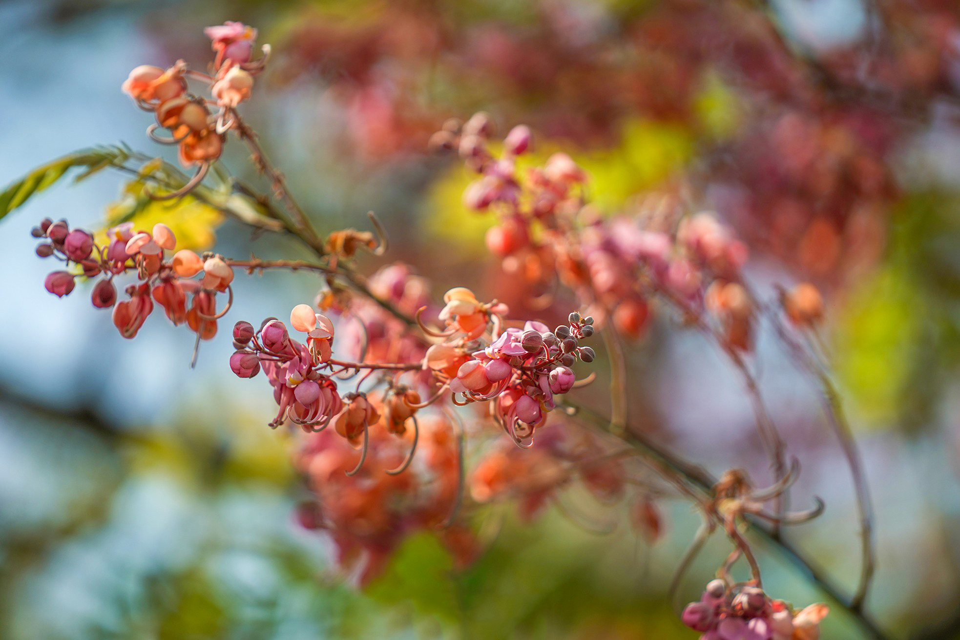 Originalmente endémico de Sudamérica, el carao ha sido introducido en varios países para los cultivos ornamentales gracias a su belleza y sombra. En Vietnam, puebla principalmente la región meridional.