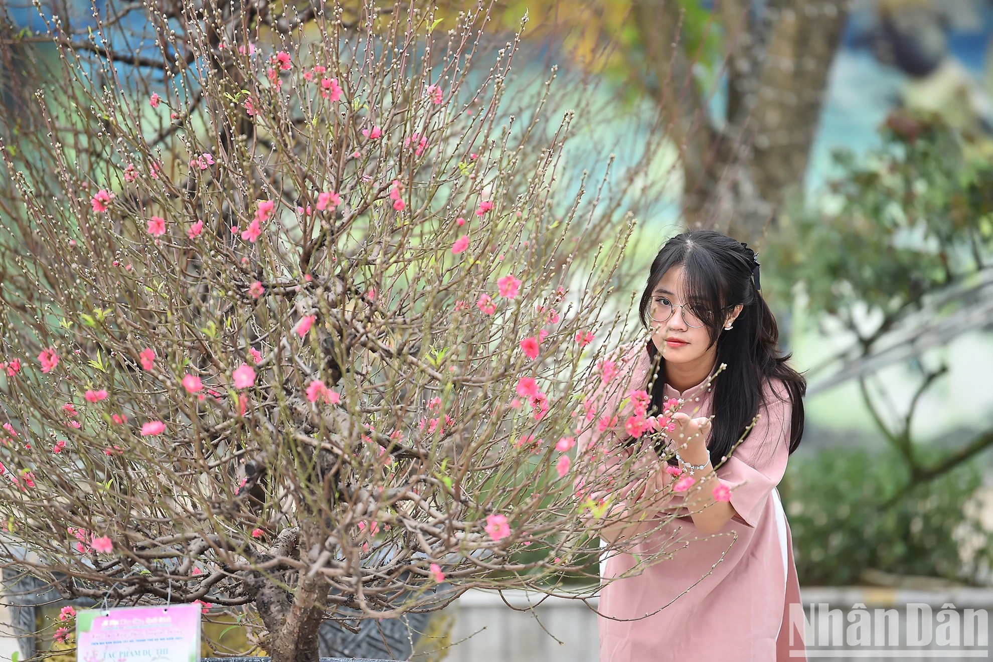 Jóvenes visitan la aldea de Nhat Tan para sentir la atmósfera temprana del Tet. Jóvenes visitan la aldea de Nhat Tan para sentir la atmósfera temprana del Tet.