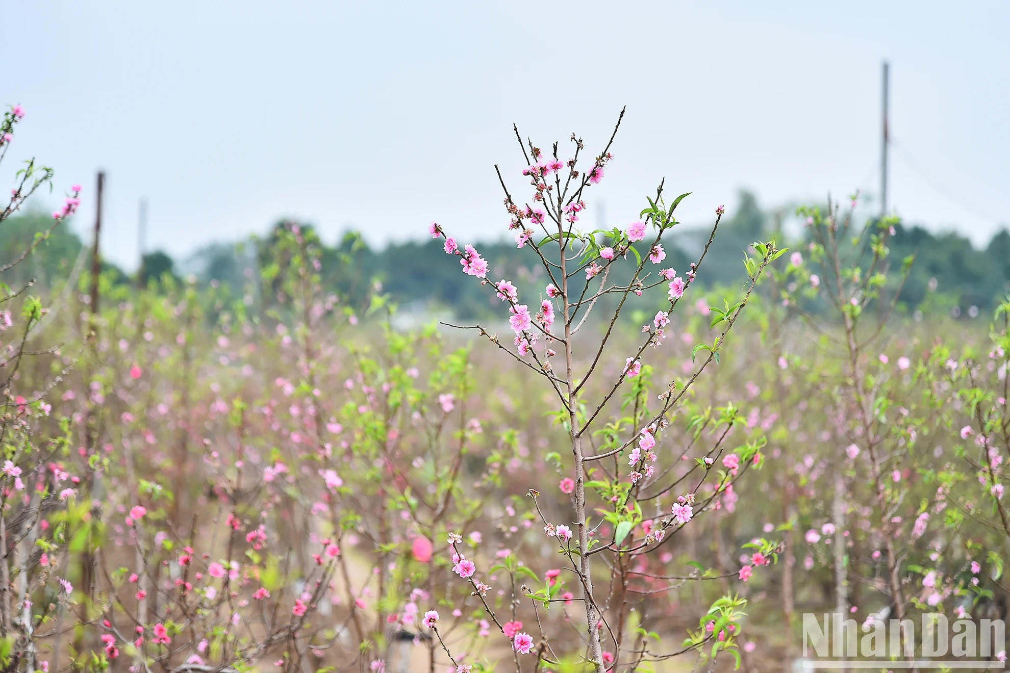 Por estos días, decenas de miles de melocotoneros en Nhat Tan se encuentran en floración, iluminando un rincón del firmamento con su brillante color rosa. Por estos días, decenas de miles de melocotoneros en Nhat Tan se encuentran en floración, iluminando un rincón del firmamento con su brillante color rosa.