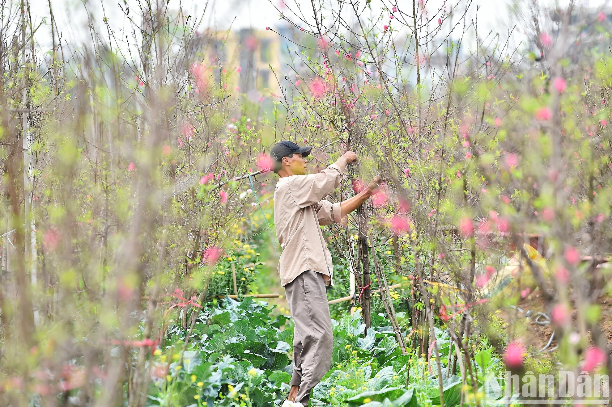 Los dueños de viveros están ocupados cuidando las plantas para satisfacer la demanda en el Tet 2024. Los dueños de viveros están ocupados cuidando las plantas para satisfacer la demanda en el Tet 2024.