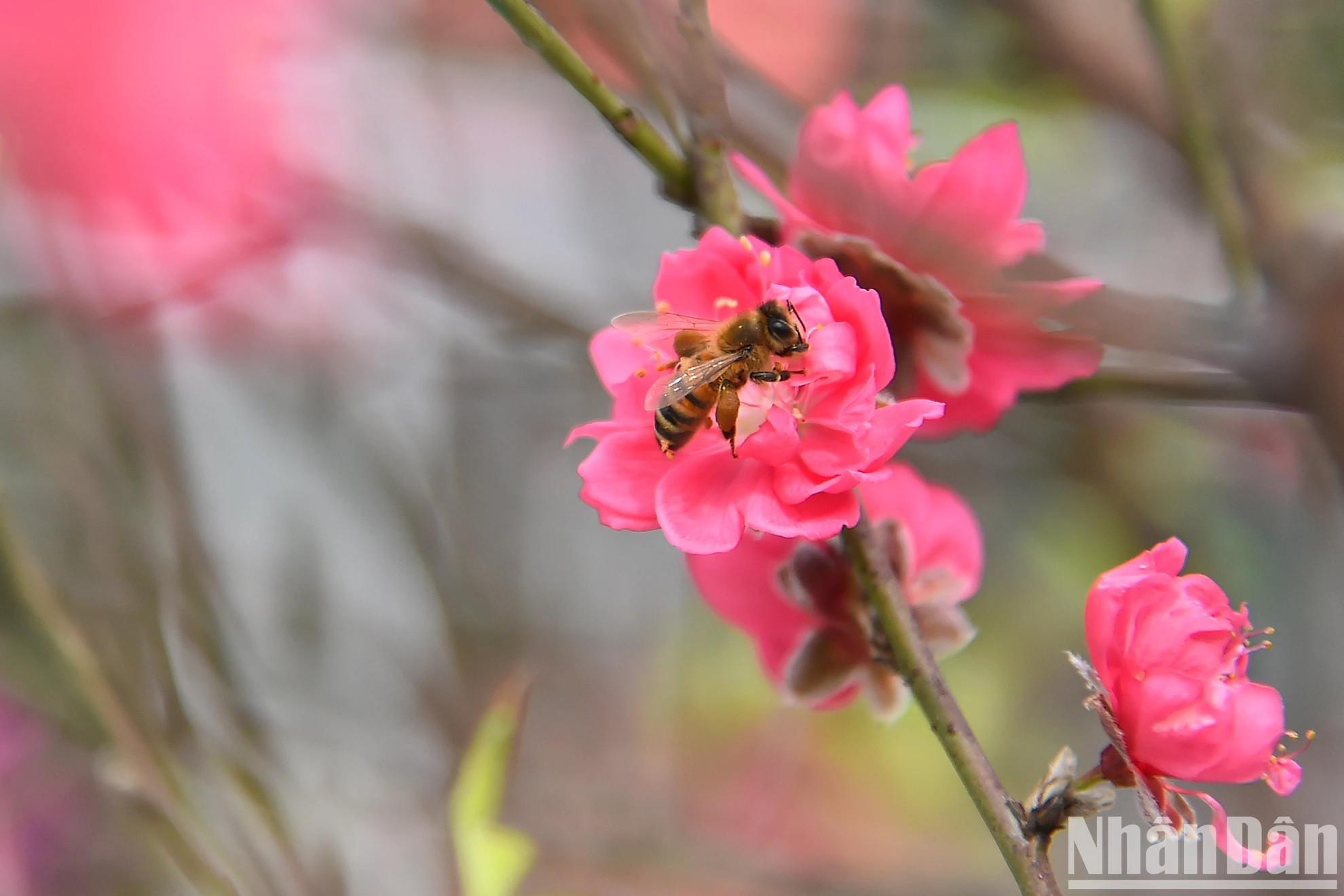 No se sabe desde cuándo los melocotoneros de Nhat Tan son un símbolo cultural del Año Nuevo Lunar vietnamita (Tet) para la gente capitalina. Su floración recuerda que el Tet está muy cerca. No se sabe desde cuándo los melocotoneros de Nhat Tan son un símbolo cultural del Año Nuevo Lunar vietnamita (Tet) para la gente capitalina. Su floración recuerda que el Tet está muy cerca.