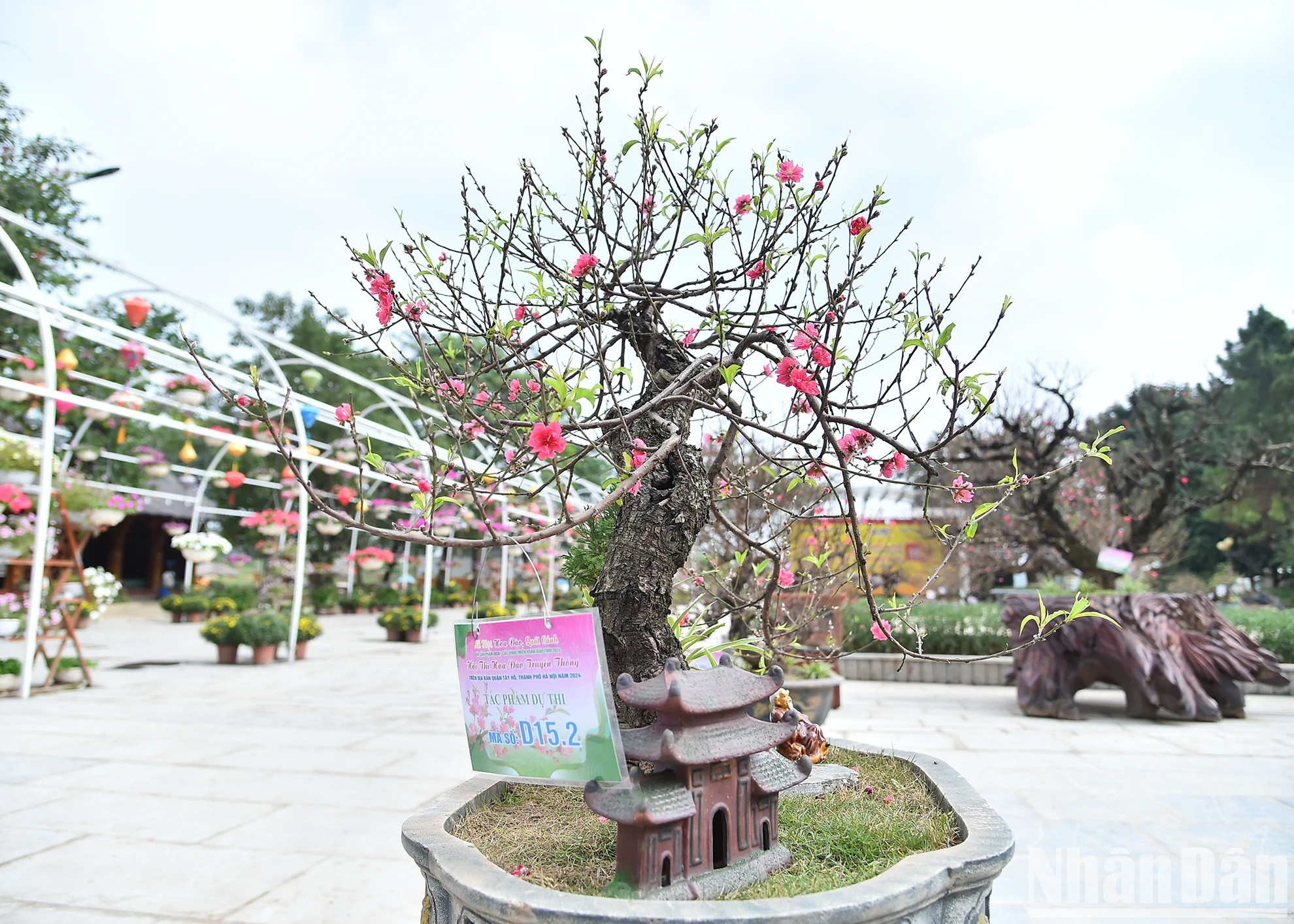 Compitieron en el certamen bonsáis de melocotón, melocotoneros seculares y, especialmente, ejemplares de la renombrada variedad de That Thon, cuyas diversas formas reflejan el trabajo esmerado de los cuidadores. Las plantas también transmiten un mensaje sobre la conservación y el desarrollo de los valores históricos y la cultura agrícola de la aldea. Compitieron en el certamen bonsáis de melocotón, melocotoneros seculares y, especialmente, ejemplares de la renombrada variedad de That Thon, cuyas diversas formas reflejan el trabajo esmerado de los cuidadores. Las plantas también transmiten un mensaje sobre la conservación y el desarrollo de los valores históricos y la cultura agrícola de la aldea.