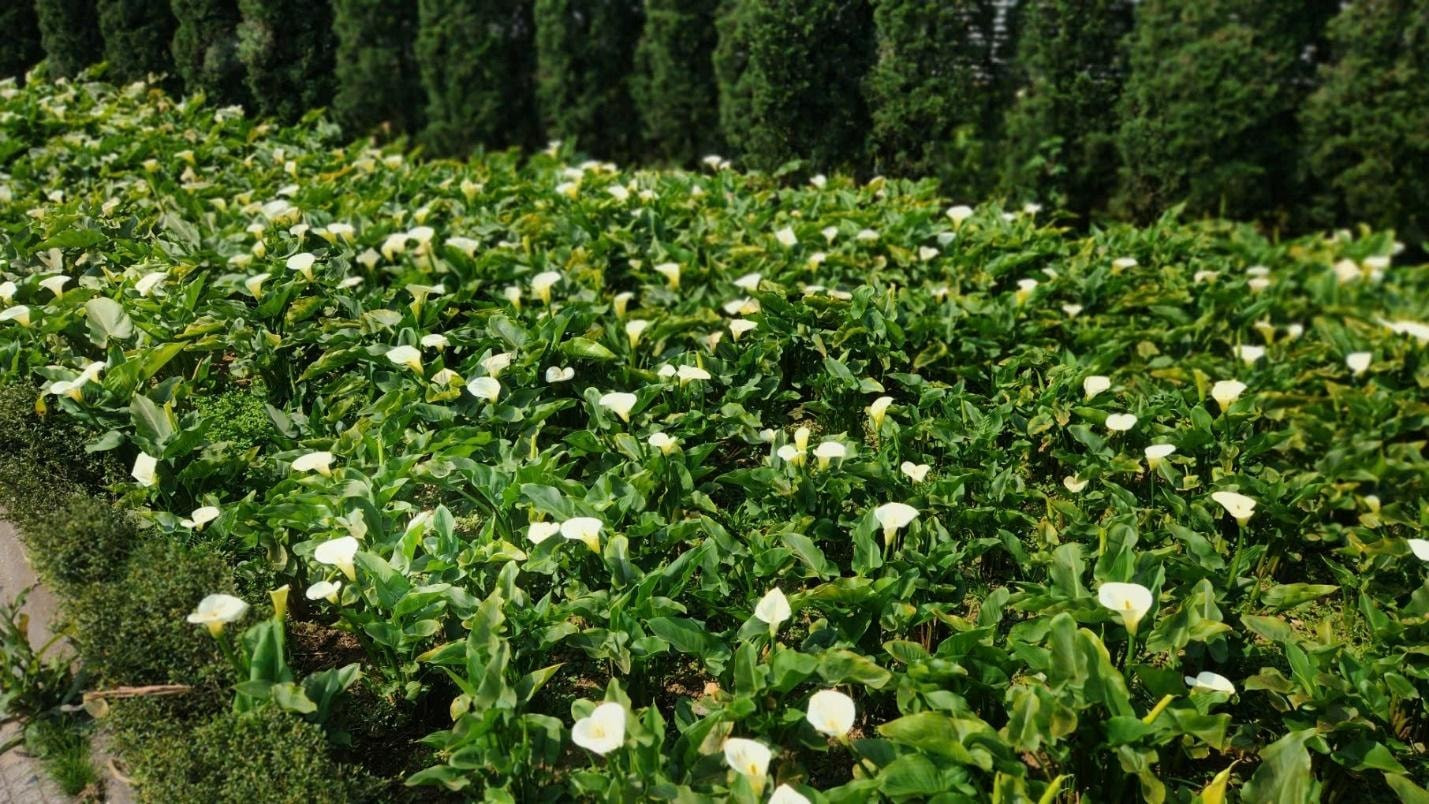 Un jardín de calas (Zantedeschia aethiopica) cerca de la estación de tren de Muong Hoa. Un jardín de calas (Zantedeschia aethiopica) cerca de la estación de tren de Muong Hoa.
