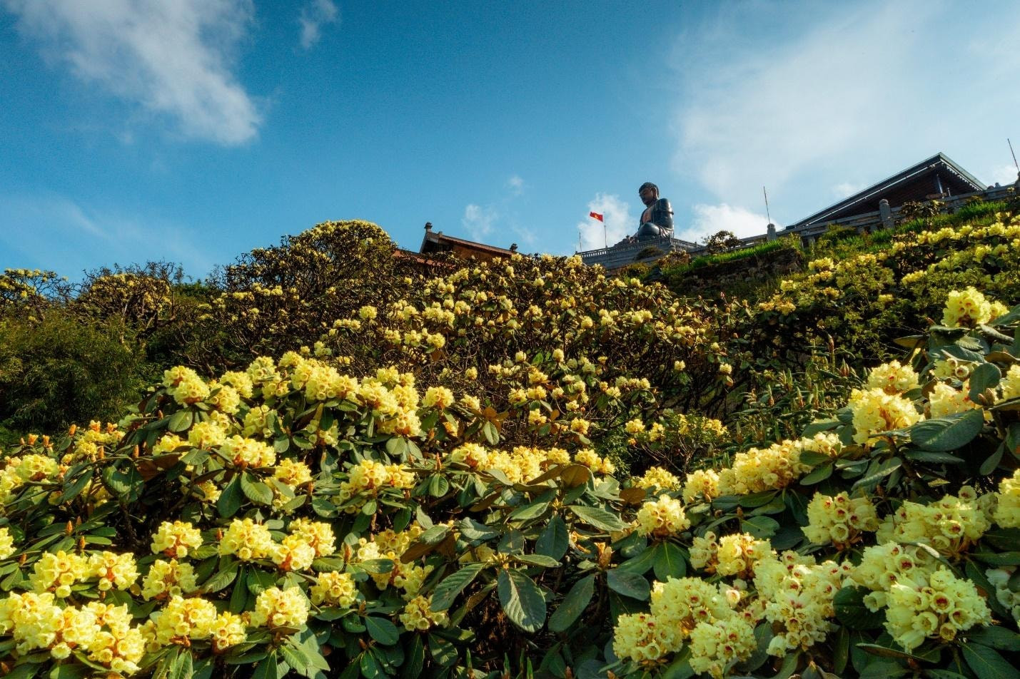 …mientras las de color amarillo y rosa, desde esa misma elevación hacia el pico, tardan hasta abril y mayo para su floración. …mientras las de color amarillo y rosa, desde esa misma elevación hacia el pico, tardan hasta abril y mayo para su floración.
