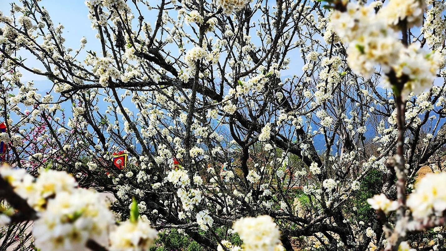 Además de la azalea, apodada la “reina de las flores del Noroeste”, los turistas pueden contemplar en la estación del teleférico del Fansipan otros florecientes capullos como los del ciruelo. Además de la azalea, apodada la “reina de las flores del Noroeste”, los turistas pueden contemplar en la estación del teleférico del Fansipan otros florecientes capullos como los del ciruelo.