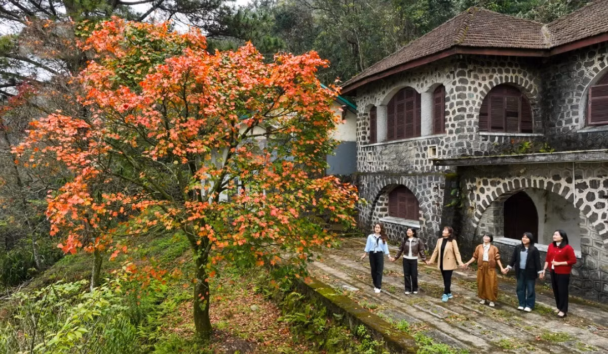 La mayoría de estos árboles crece cerca del pico de la sierra. Los que se hallan en el recinto de las antiguas villas tienen más o menos cien años de edad.