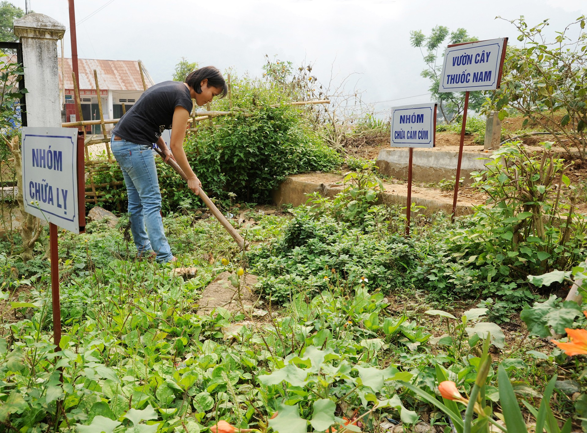 Los médicos del dispensario de la comuna de Can Ho, en el distrito de Muong Te, en la provincia montañosa de Lai Chau, cuidan una parcela de hierbas medicinales con el objetivo de aplicar la medicina tradicional en la atención sanitaria local.