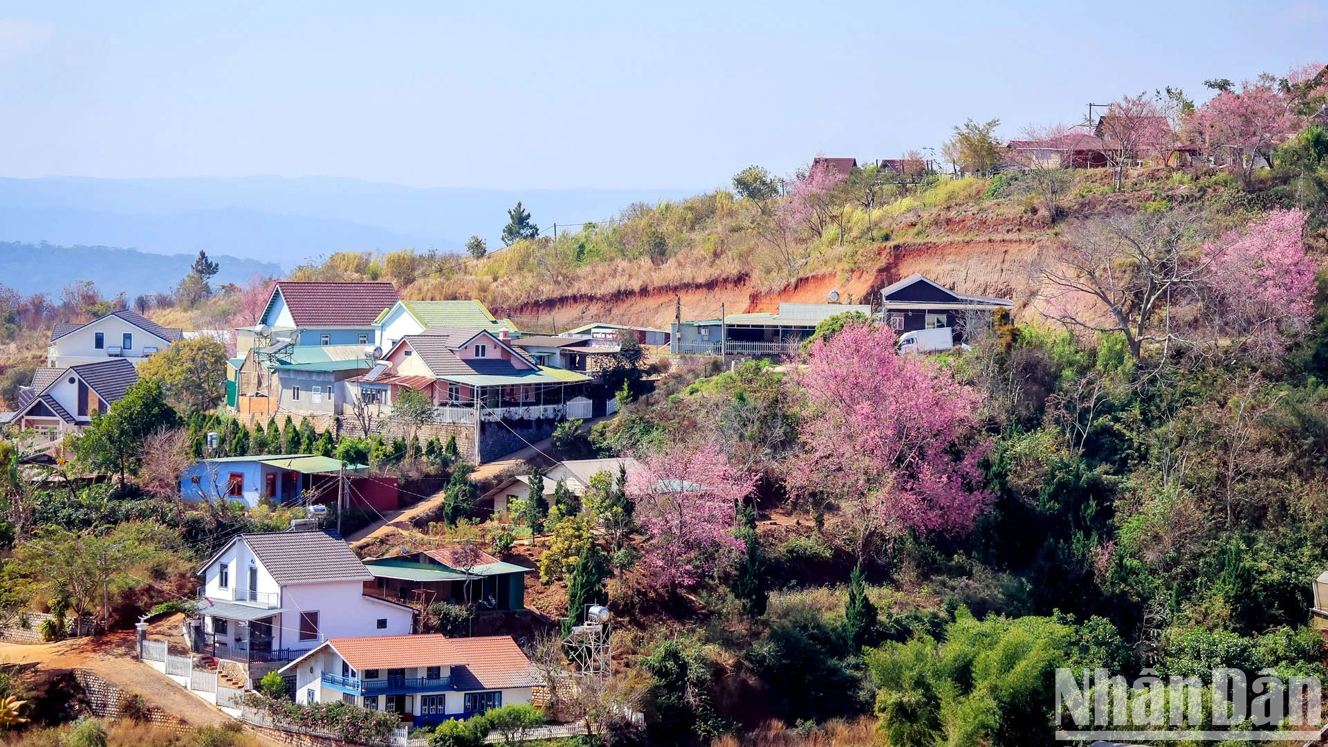Los florecientes cerezos junto con espacios altiplánicos de Da Lat crean cuadros espectaculares. Una visita a Da Lat en esta temporada permitirá al viajero percibir mejor la presencia de la primavera. Los florecientes cerezos junto con espacios altiplánicos de Da Lat crean cuadros espectaculares. Una visita a Da Lat en esta temporada permitirá al viajero percibir mejor la presencia de la primavera.