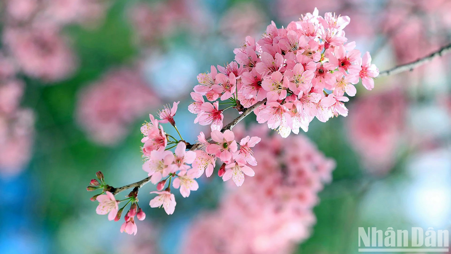 Los florecientes Prunus Cesacoides se han convertido en un símbolo de la primavera en Da Lat. Los florecientes Prunus Cesacoides se han convertido en un símbolo de la primavera en Da Lat.