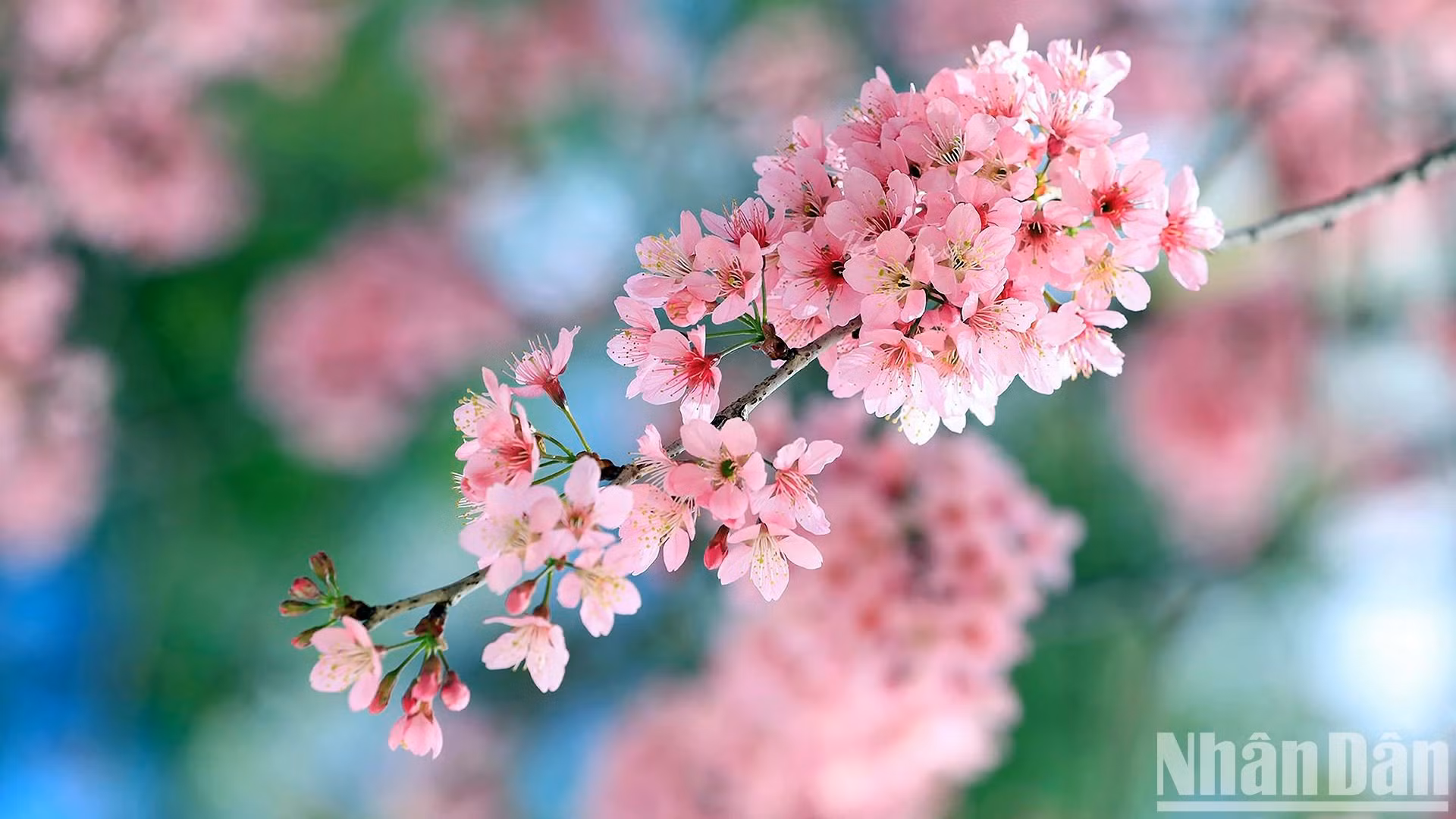 Los florecientes Prunus Cesacoides se han convertido en un símbolo de la primavera en Da Lat. Los florecientes Prunus Cesacoides se han convertido en un símbolo de la primavera en Da Lat.