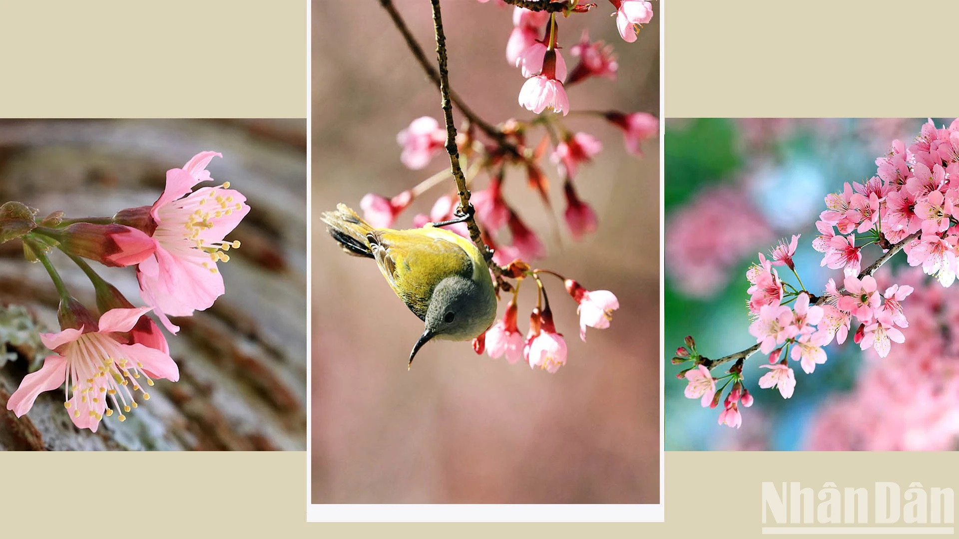 "Mai anh dao" es una fuente inagotable de inspiración para los enamorados. También se considera un mensajero de la primavera. "Mai anh dao" es una fuente inagotable de inspiración para los enamorados. También se considera un mensajero de la primavera.