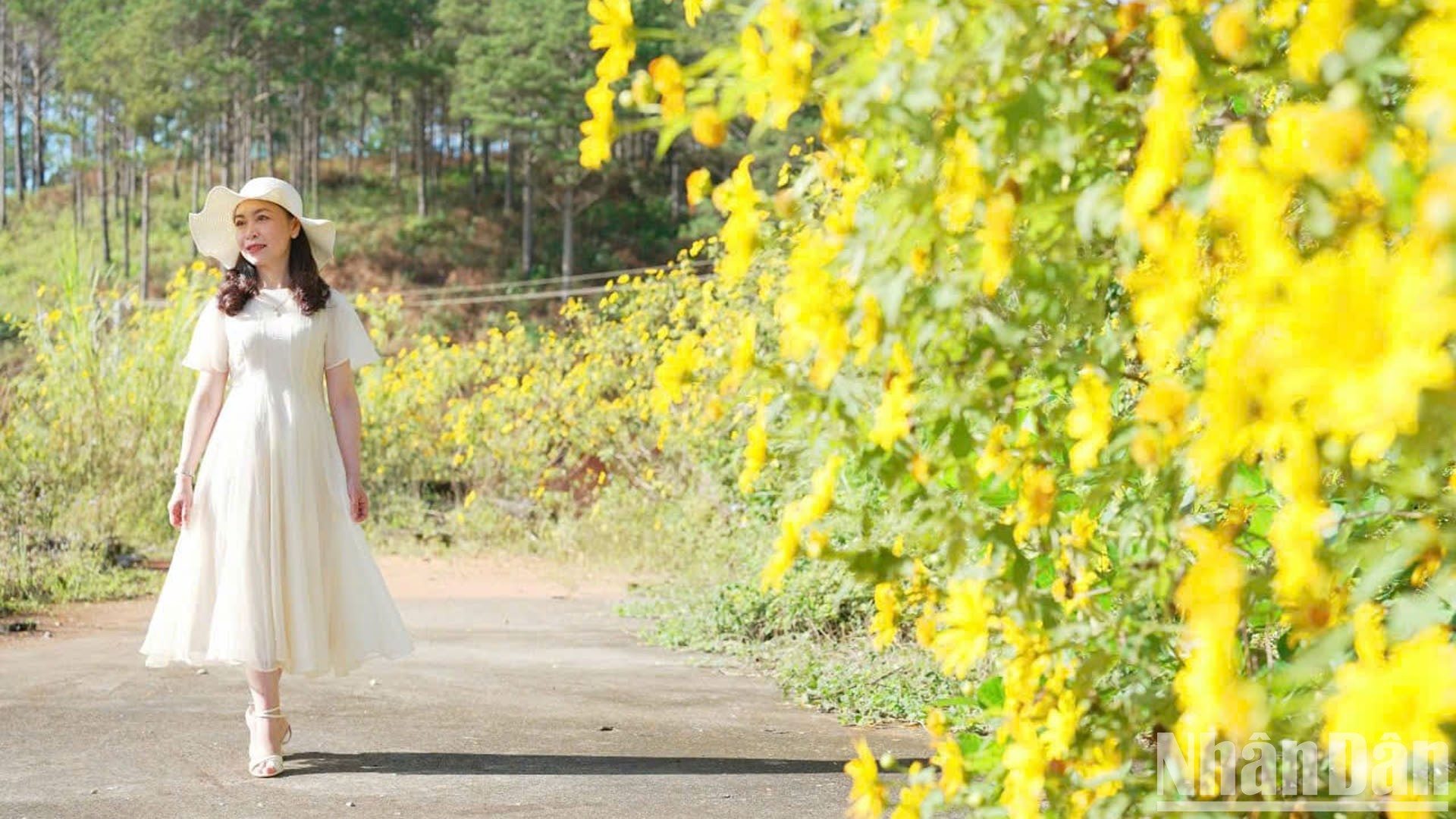Los girasoles silvestres se han hecho familiares a los lugareños y turistas que visitan Da Lat a finales de otoño y principios de invierno.