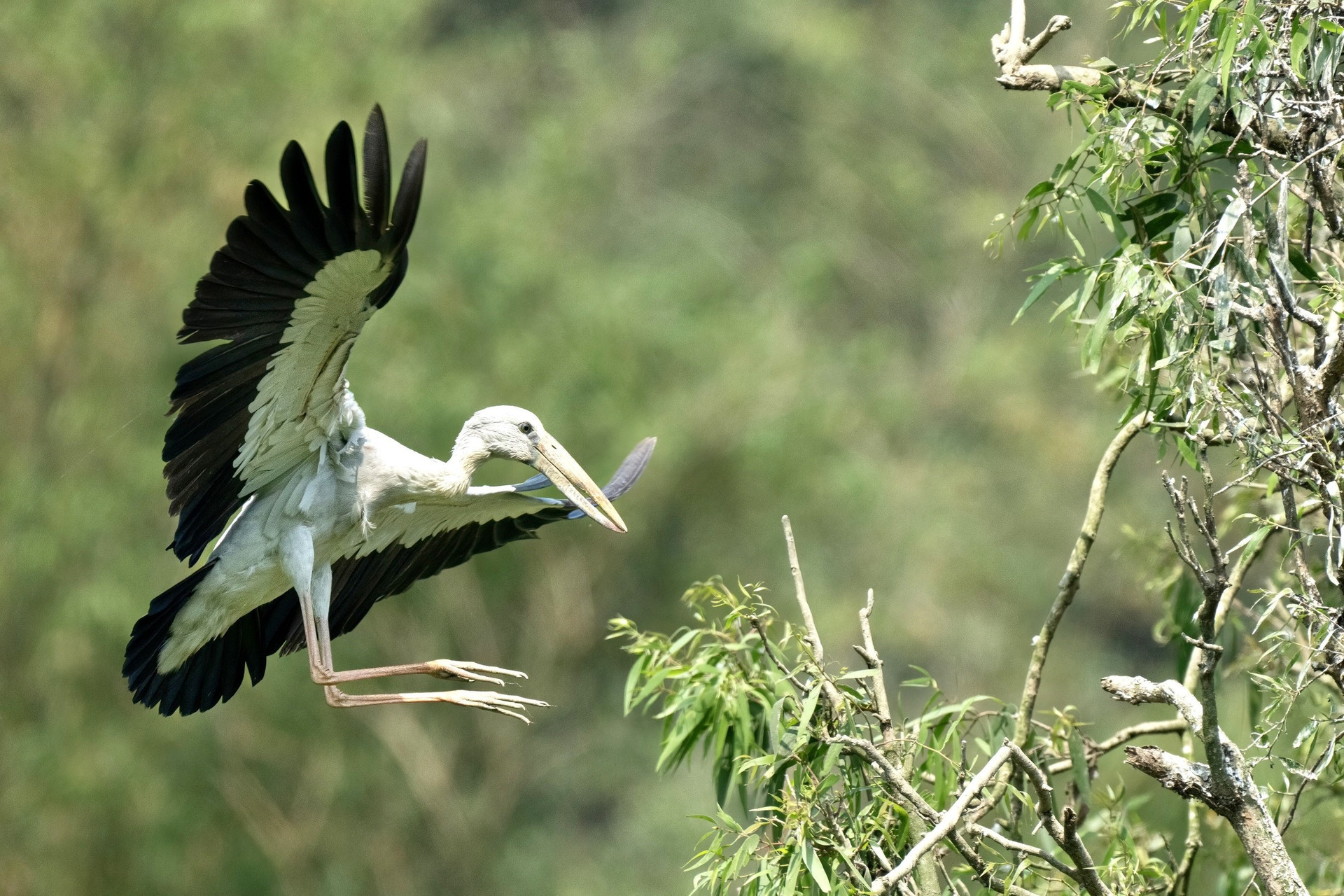 En los últimos 20 años, cientos de especies de aves han elegido Thung Nham como su hogar, entre ellas cigüeñas, calandrias, martines pescadores y colorines crestados.