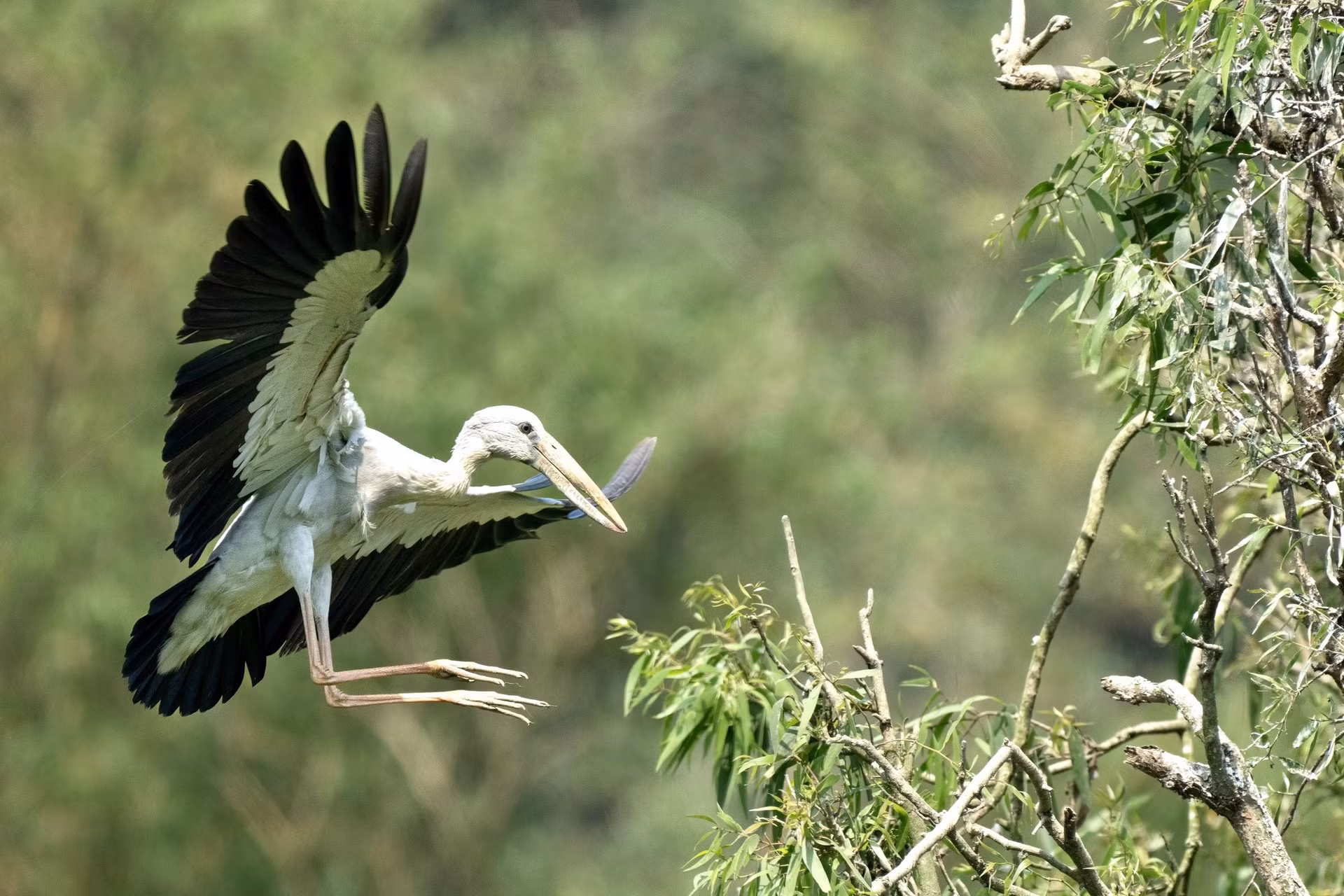En los últimos 20 años, cientos de especies de aves han elegido Thung Nham como su hogar, entre ellas cigüeñas, calandrias, martines pescadores y colorines crestados.