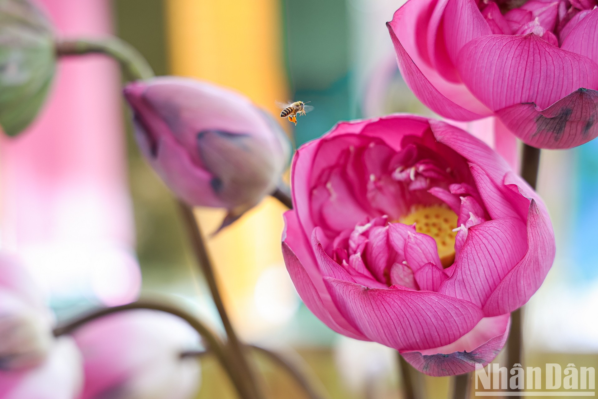 Las plantas de loto se cultivan en muchos distritos suburbanos de Hanói en asociación con el ecoturismo y como materia prima de alta calidad para la industria textil, procesamiento de sabores y almidón. Las plantas de loto se cultivan en muchos distritos suburbanos de Hanói en asociación con el ecoturismo y como materia prima de alta calidad para la industria textil, procesamiento de sabores y almidón.