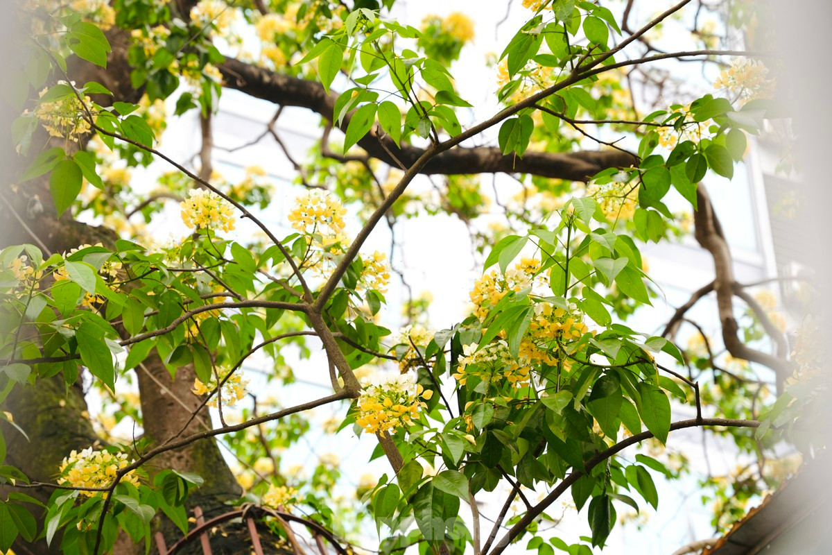 La flor de fideos florece solo una vez al año, a fines de marzo o principios de abril. Al cabo de un mes, las flores se marchitan.