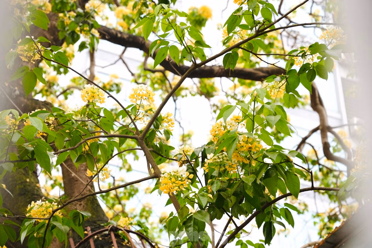 La flor de fideos florece solo una vez al año, a fines de marzo o principios de abril. Al cabo de un mes, las flores se marchitan.
