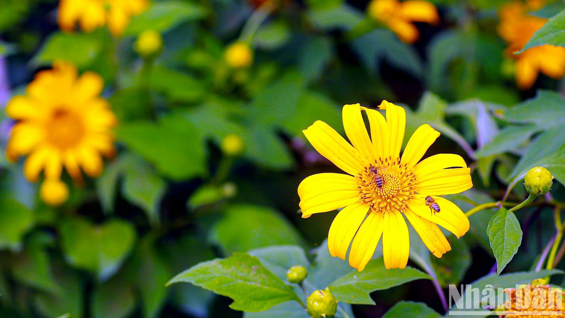 Cuando los girasoles silvestres abren sus pétalos, entra la estación seca en las Tierras Altas Centrales.