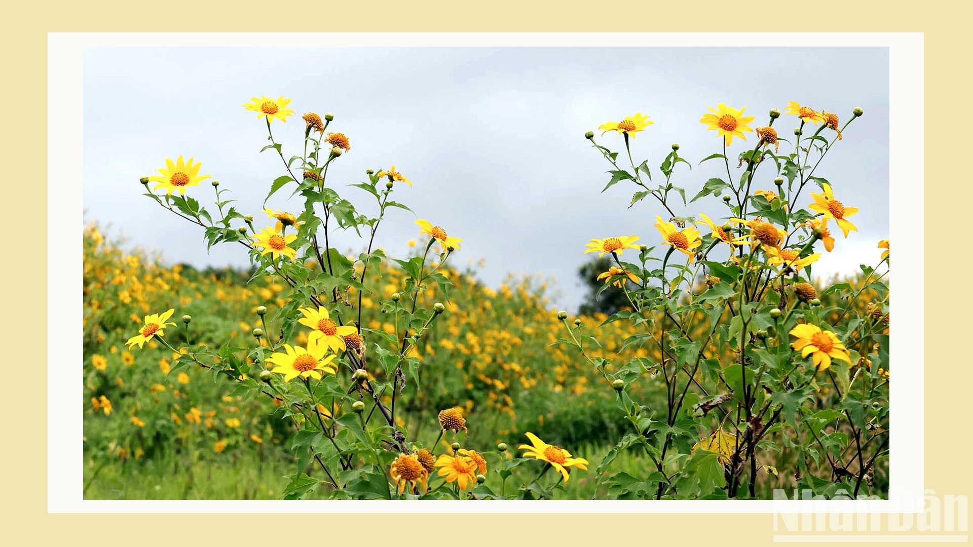 La flor solo vive una vida salvaje, pero desprende una gran vitalidad entre el cielo y la tierra de las tierras altas.