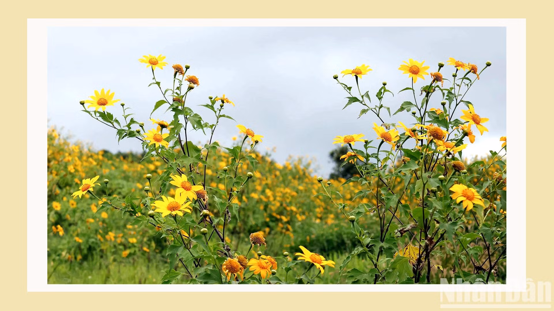 La flor solo vive una vida salvaje, pero desprende una gran vitalidad entre el cielo y la tierra de las tierras altas.