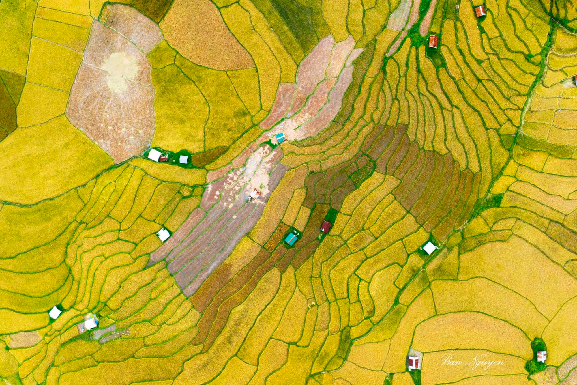 En verano, quienes visitan las aldeas del distrito de Kon Plong pueden admirar la belleza de los campos maduros y dorados en terrazas, ubicados en medio del exuberante bosque verde. (Foto: Nguyen Ban)