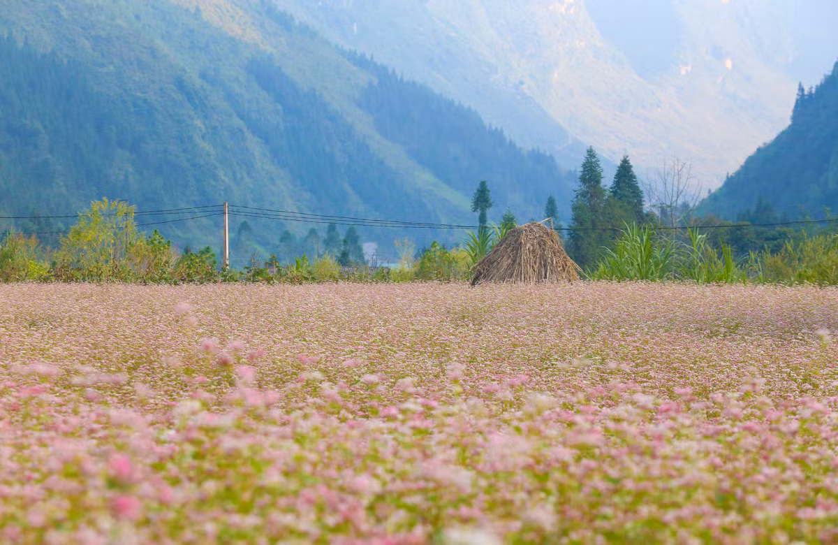 Ha Giang también se transforma en otoño, cuando hay mucho frío, fuertes vientos y aguaceros. De octubre a noviembre, los campos de alforfón (trigo sarraceno) comienzan a florecer y crean una alfombra de rosas brillantes. En la foto, un campo de flores de alforfón en la comuna de Pho Cao.