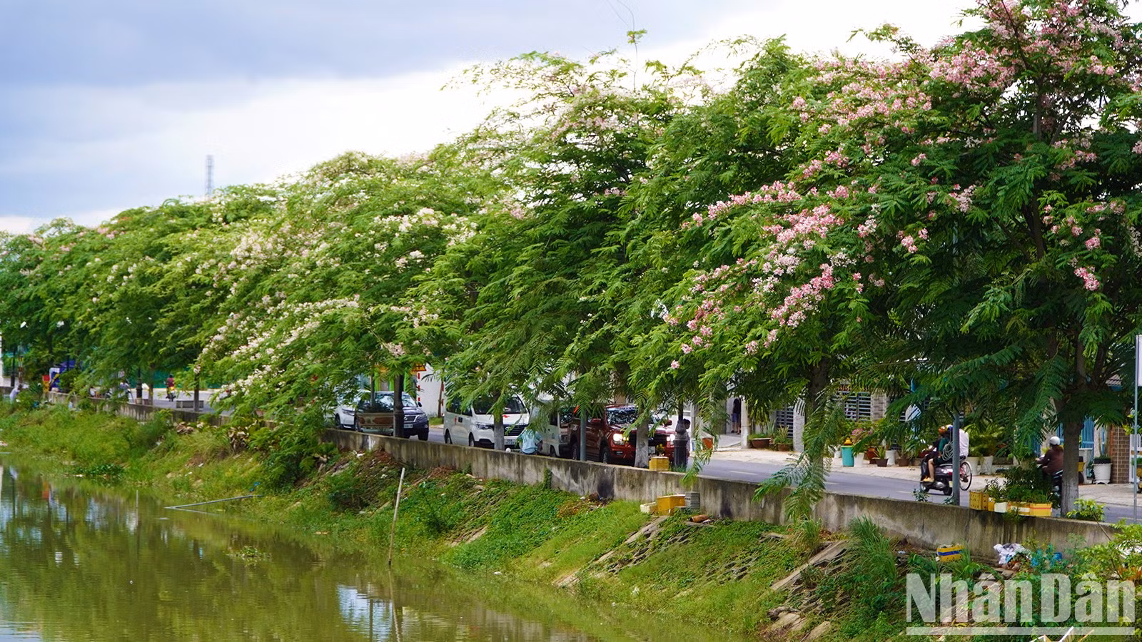 Los árboles de Cassia javanica en una carretera en el distrito 3. (Foto: Huu Nghia) Los árboles de Cassia javanica en una carretera en el distrito 3. (Foto: Huu Nghia)
