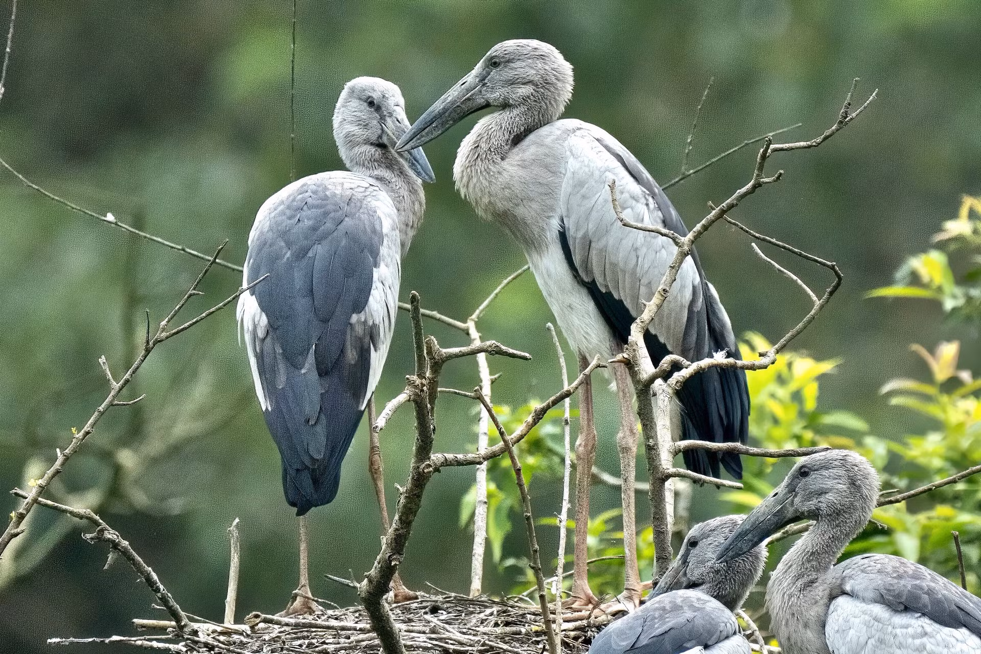 Las aves naturales de Thung Nham se han familiarizado tanto con los humanos que los turistas pueden visitar sus hábitats de cerca.