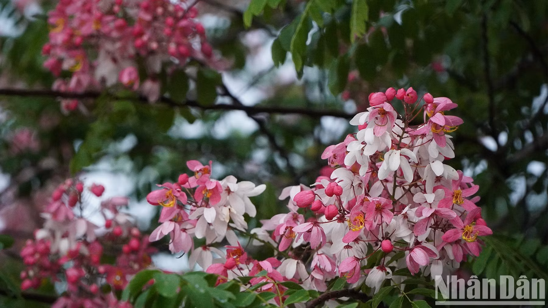 Las flores bañadas por el sol de verano en Dong Thap. (Foto: HUU Nghia) Las flores bañadas por el sol de verano en Dong Thap. (Foto: HUU Nghia)