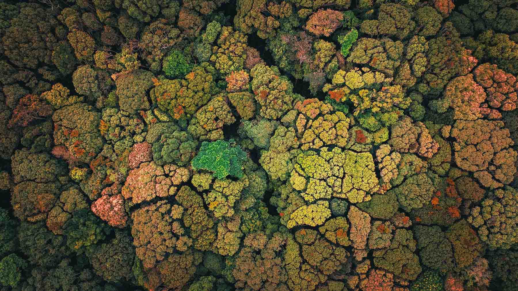 Visto desde arriba, el bosque que se encuentra en el paso de Mang Den, en el tramo por el puente de Dak Rve, aparece con sorprendentes "bloques de colores". (Foto: Do Do). Visto desde arriba, el bosque que se encuentra en el paso de Mang Den, en el tramo por el puente de Dak Rve, aparece con sorprendentes "bloques de colores". (Foto: Do Do).