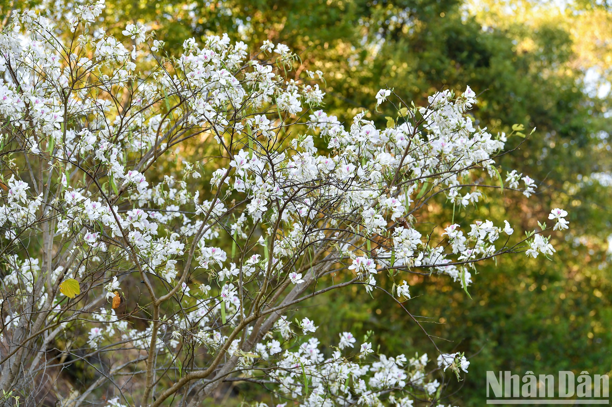 Las flores de Bauhinia florecen en marzo. Las flores de Bauhinia florecen en marzo.