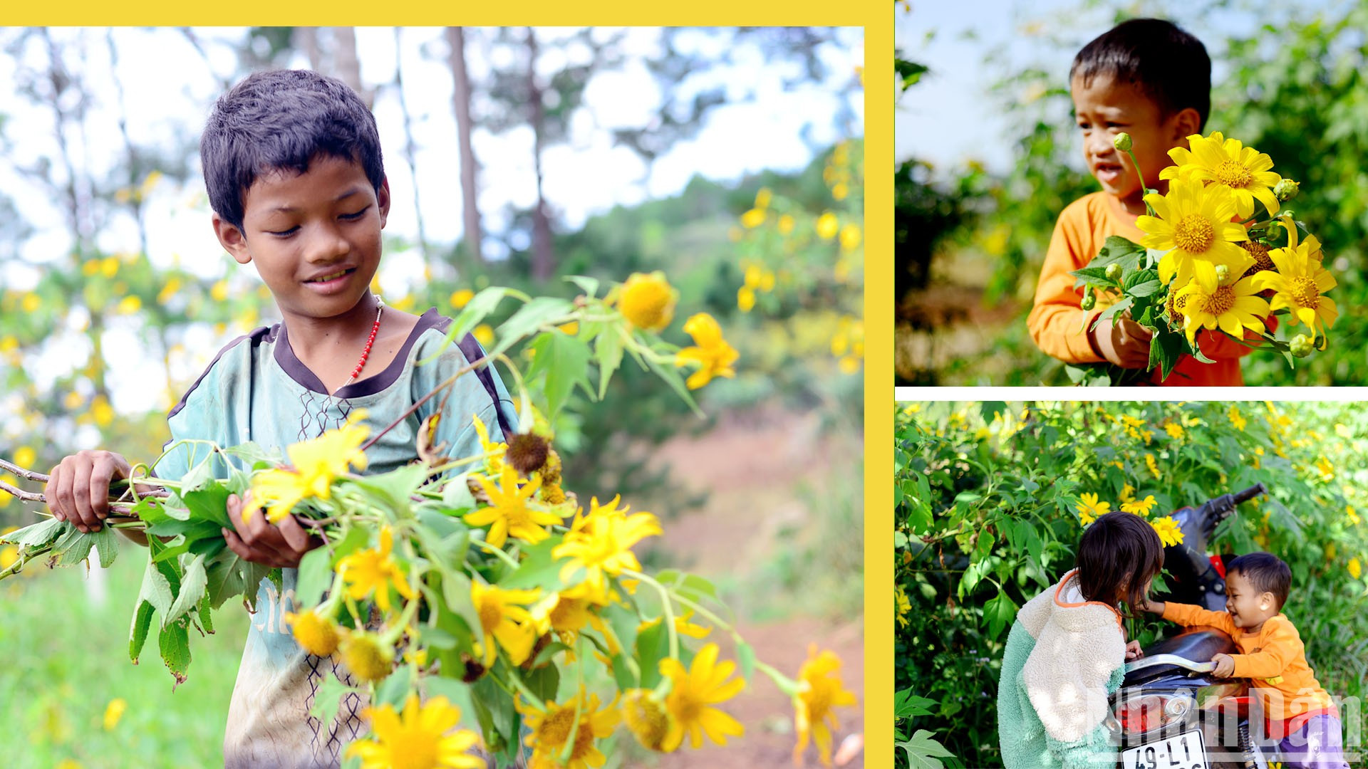 Las bonitas ramas cubiertas de flores silvestres son el pasatiempo de los niños cuando siguen a sus padres a los huertos de producción agrícola.
