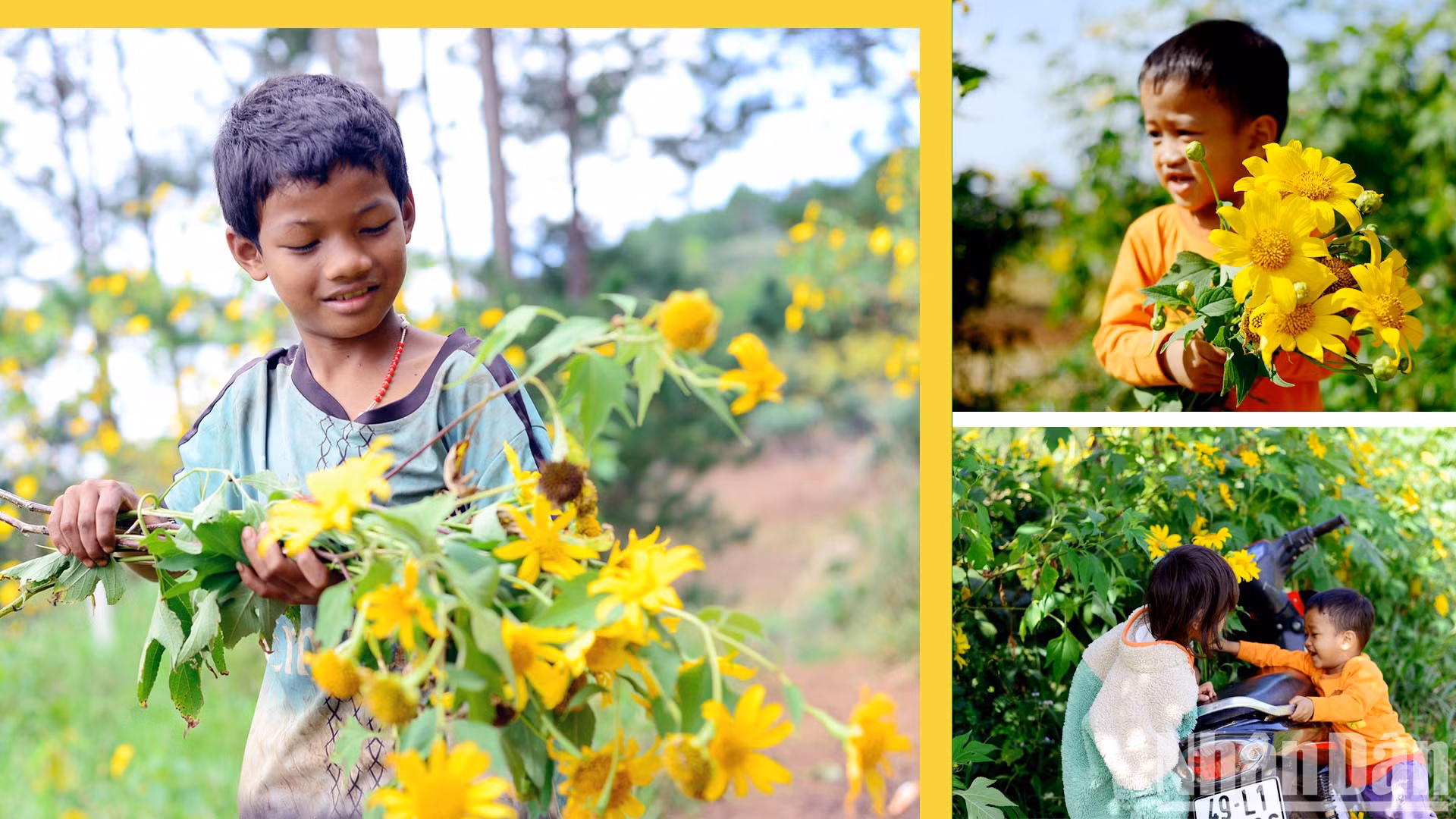 Las bonitas ramas cubiertas de flores silvestres son el pasatiempo de los niños cuando siguen a sus padres a los huertos de producción agrícola.