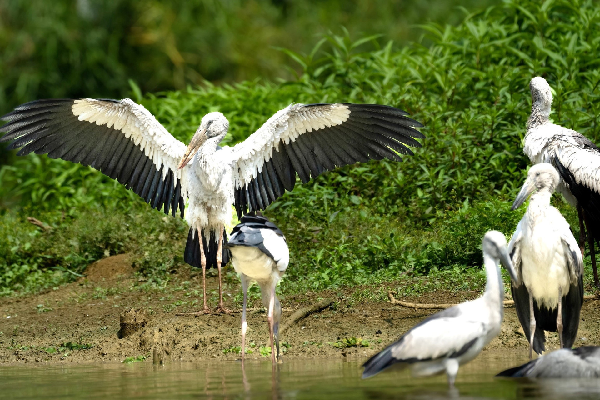 Thung Nham es el mayor santuario de aves del Norte. Se encuentra en la zona central del Conjunto Paisajístico Escénico de Trang An, inscrito en la Lista del Patrimonio Mundial de la UNESCO en 2014.