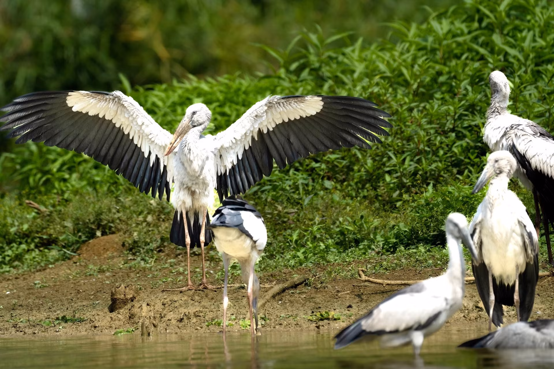 Thung Nham es el mayor santuario de aves del Norte. Se encuentra en la zona central del Conjunto Paisajístico Escénico de Trang An, inscrito en la Lista del Patrimonio Mundial de la UNESCO en 2014.