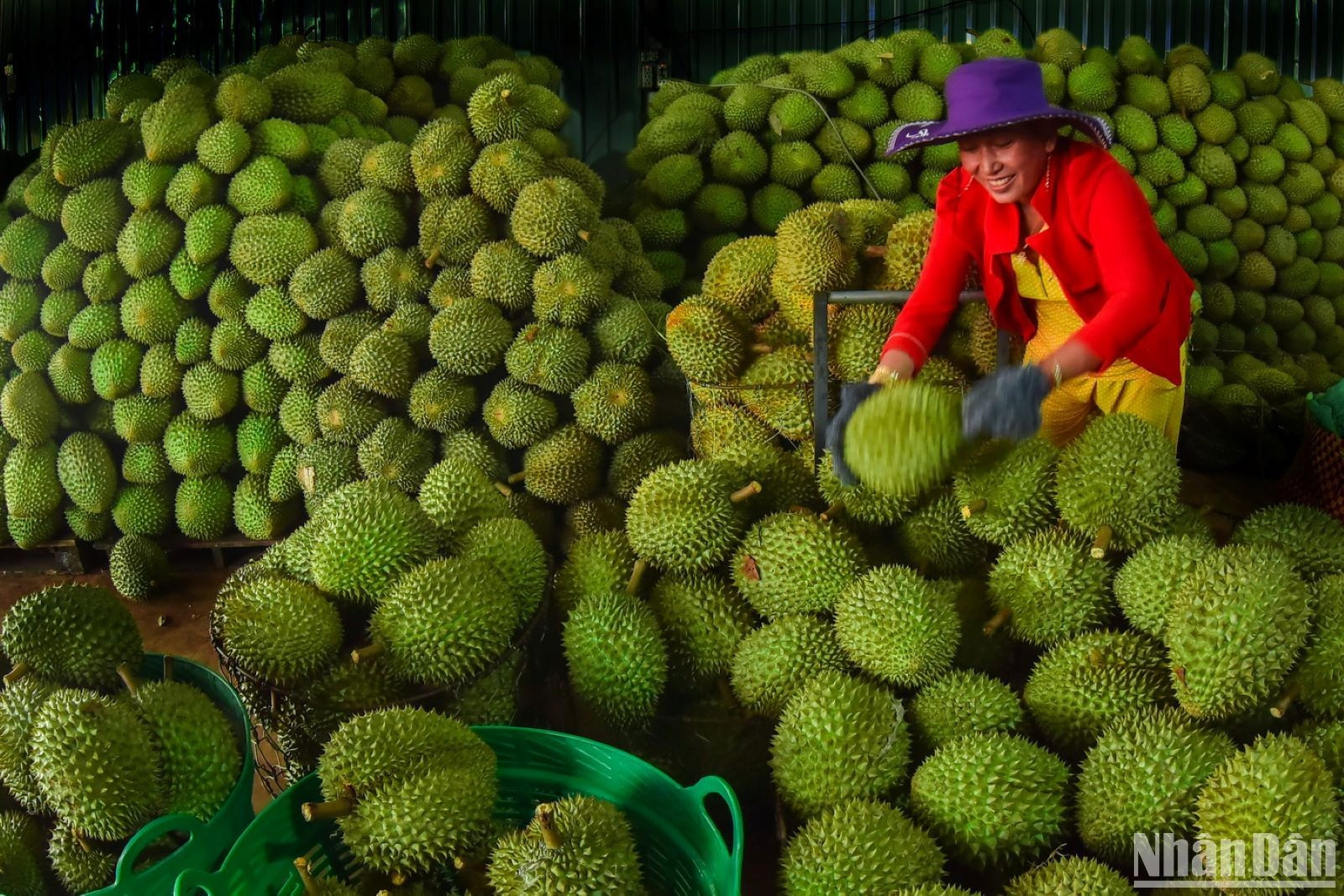 Junto con el rambután, el durián está en la etapa de cosecha. El durián de Long Khanh es muy delicioso y famoso en la región sureste.