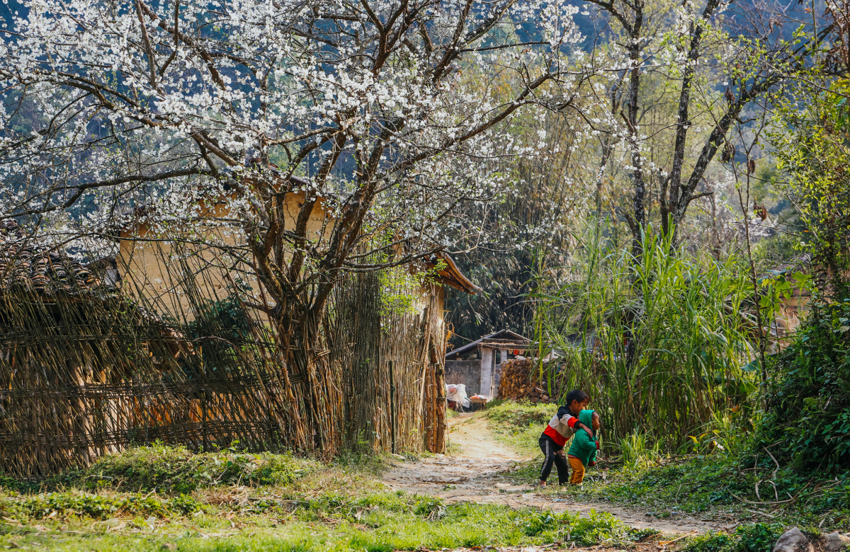En Dong Van, cada estación tiene su propia belleza. En primavera, la meseta rocosa resplandece con melocotoneros, ciruelos y perales en flor. Las casas están construidas según la arquitectura típica de algunas minorías étnicas de Ha Giang, como Mong, Dao y Lo Lo. Ofrecen un ambiente fresco en verano y cálido en invierno. En Dong Van, cada estación tiene su propia belleza. En primavera, la meseta rocosa resplandece con melocotoneros, ciruelos y perales en flor. Las casas están construidas según la arquitectura típica de algunas minorías étnicas de Ha Giang, como Mong, Dao y Lo Lo. Ofrecen un ambiente fresco en verano y cálido en invierno.